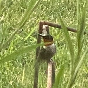 Meet your Posher, Bia